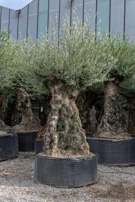 Olivo Bonsai Circonferenza fusto 140/180 cm – Altezza totale 2,5/2,7  - altezza vaso 45 cm - PESO KG 650/750 - Disponibilità ELEVATE