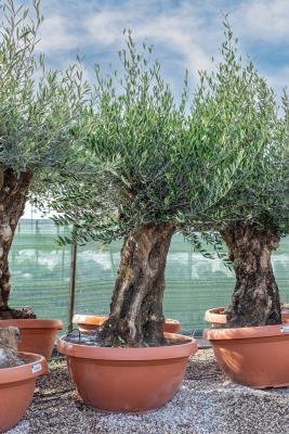 OLIVO CIOTOLA BONSAI CIRCONFERENZA FUSTO 80/100 CM - ALTEZZA DA 2,0 METRI A 2,2 METRI - PESO KG 220/280 - DISPONIBILITA' ELEVATE 