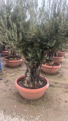 OLIVO CIOTOLA BONSAI CIRCONFERENZA FUSTO 80/100 CM - ALTEZZA DA 2,0 METRI A 2,2 METRI - PESO KG 220/280 - DISPONIBILITA' 