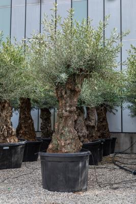 Olivo Bonsai in vaso circonferenza fusto 80/100 CM - altezza da 2,4 Metri a 2,50 Metri Altezza solo fusto 100 - 120 cm - PESO 350 / 400 Kg - Disponibilità elevate 