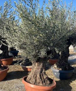 OLIVO CIOTOLA BONSAI CIRCONFERENZA FUSTO 110/140 CM - ALTEZZA DA 2,2 METRI A 2,4 METRI - PESO KG 220/280 - DISPONIBILITA' ELEVATE