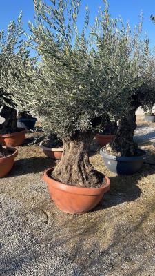 OLIVO CIOTOLA BONSAI CIRCONFERENZA FUSTO 110/140 CM - ALTEZZA DA 2,2 METRI A 2,4 METRI - PESO KG 220/280 - DISPONIBILITA' ELEVATE