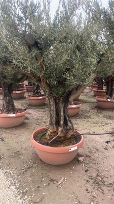 OLIVO CIOTOLA BONSAI CIRCONFERENZA FUSTO 130/160 CM - ALTEZZA DA 2,2 METRI A 2,4 METRI - PESO KG 220/280 - DISPONIBILITA' 