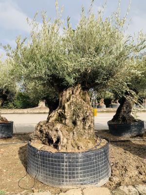 BRANCHED  OLIVE CIRCUMFERENCE 170/190CM HEIGHT OF 2.6 M TO 2.8 M 