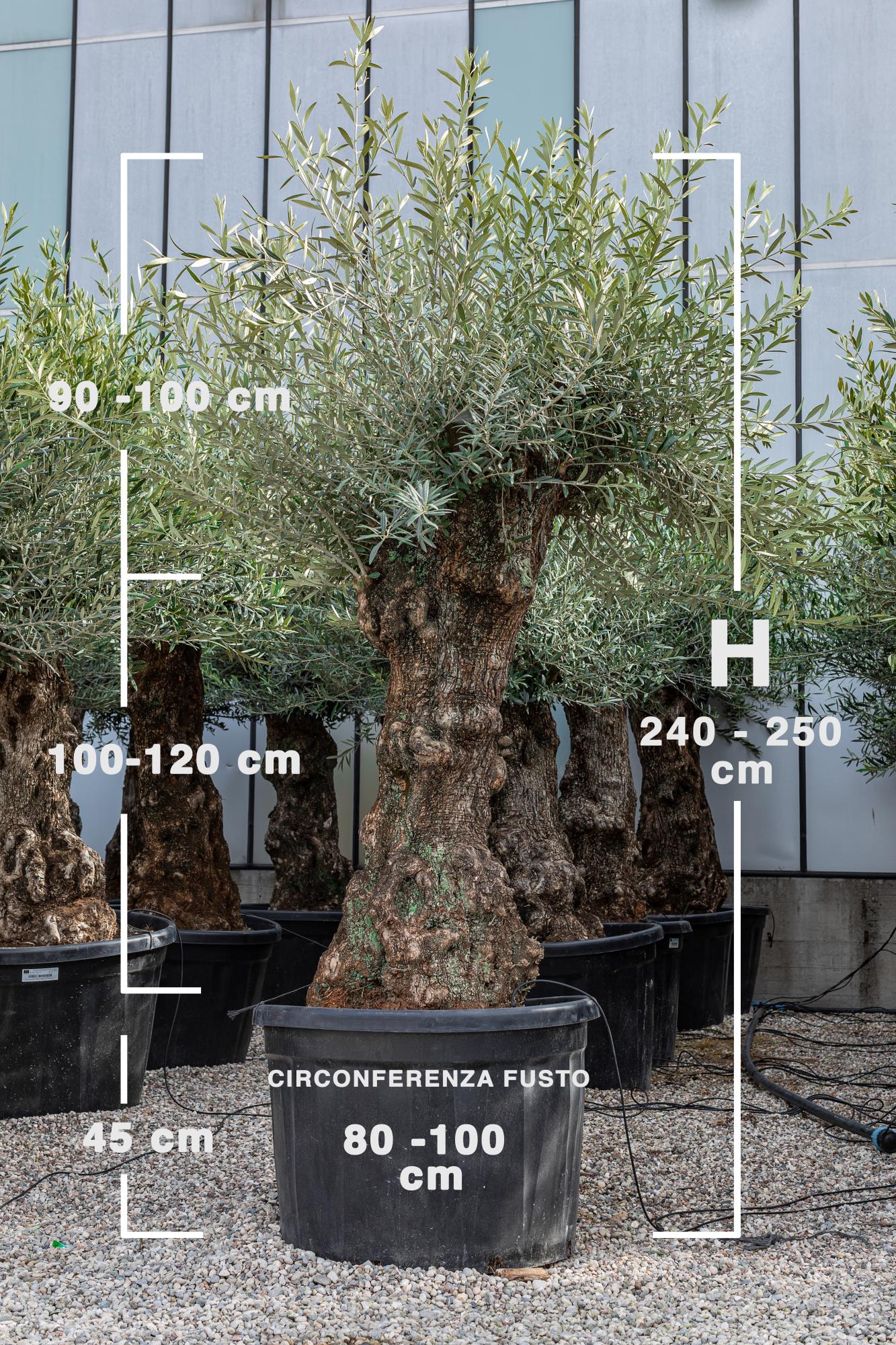 Pianta di Ulivo in vaso albero olivo secolare bonsai H. 2mt. circ