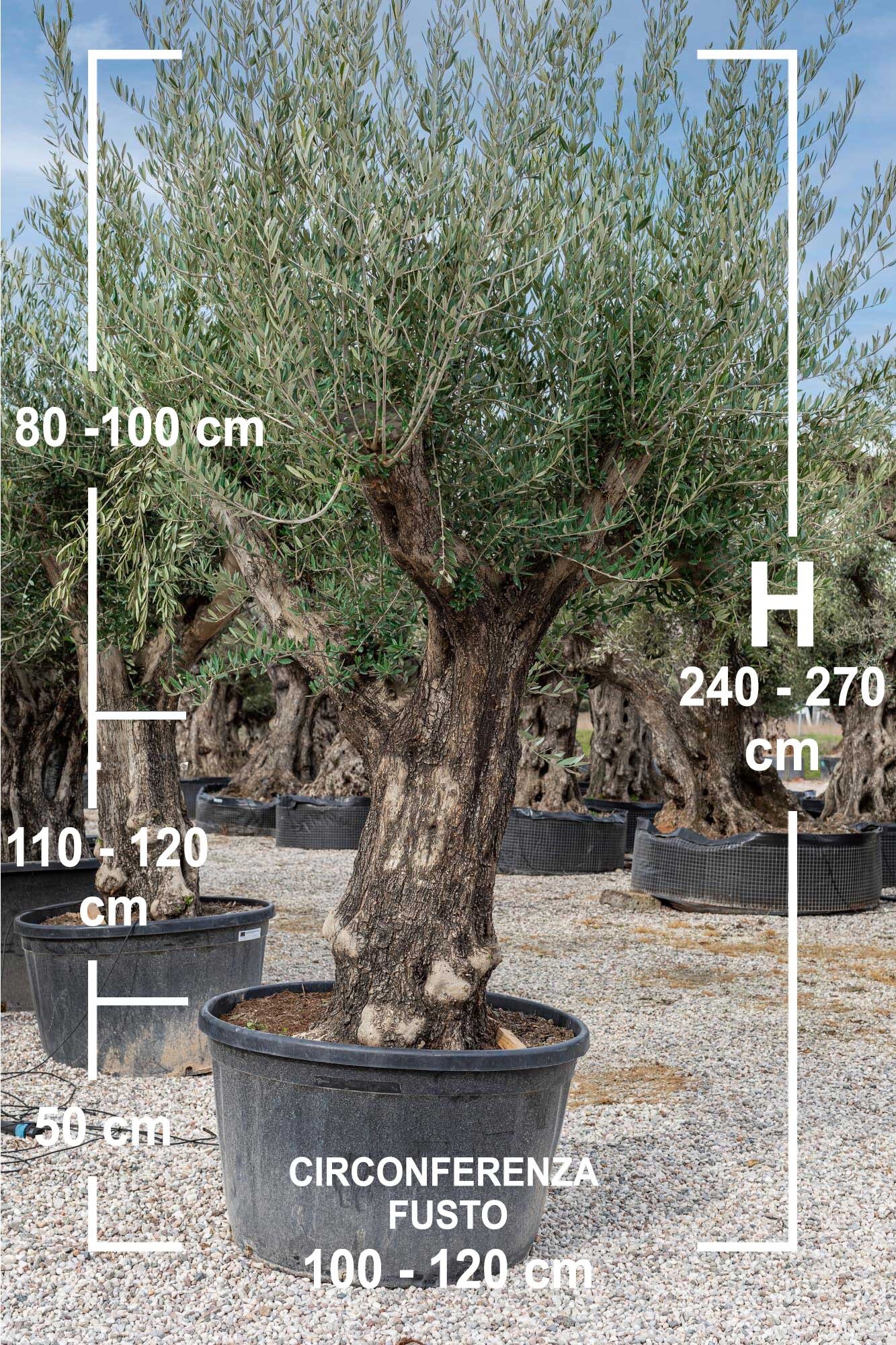 Pianta di Olivo Ulivo certificata in vaso da 5 litri h. 150 cm